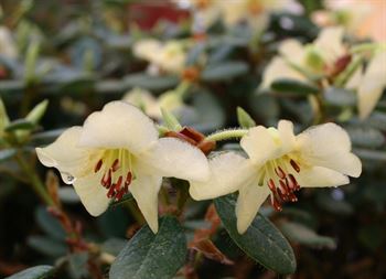 R.megeratum
